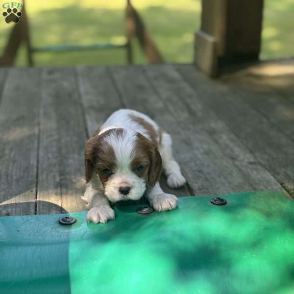 Master Randy, Cavalier King Charles Spaniel Puppy